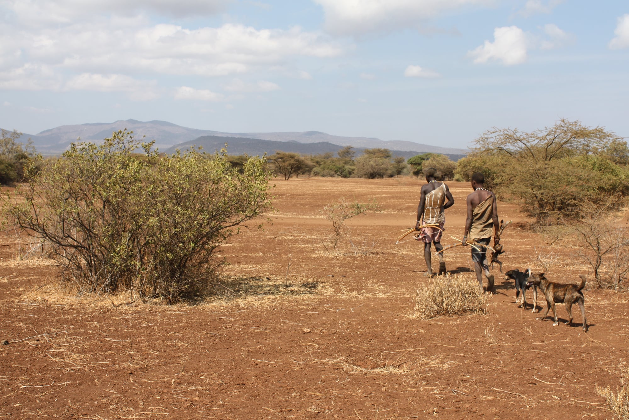 Deux hommes hadza en Tanzanie marchant avec des arcs et leur gibier du jour, suivis par deux chiens