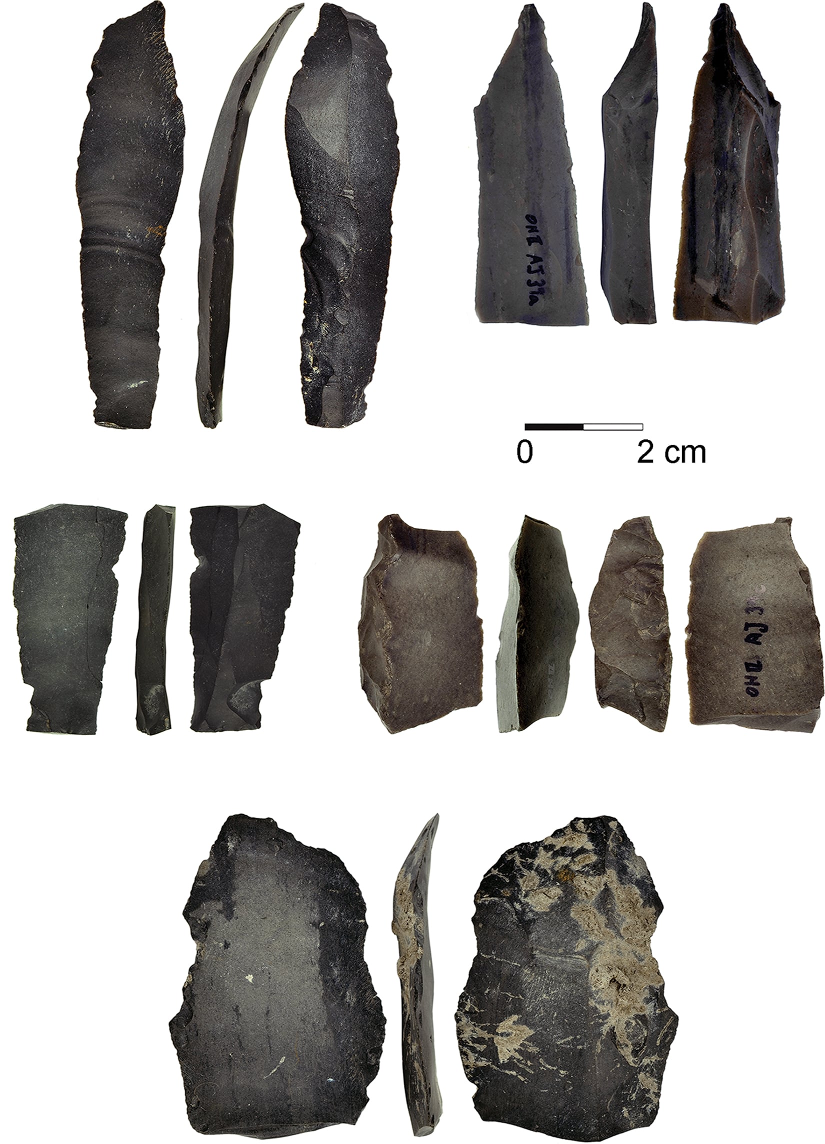 Faucilles composites utilisées pour la récolte des céréales à Ohalo II, Israël, datant de 23 000 ans