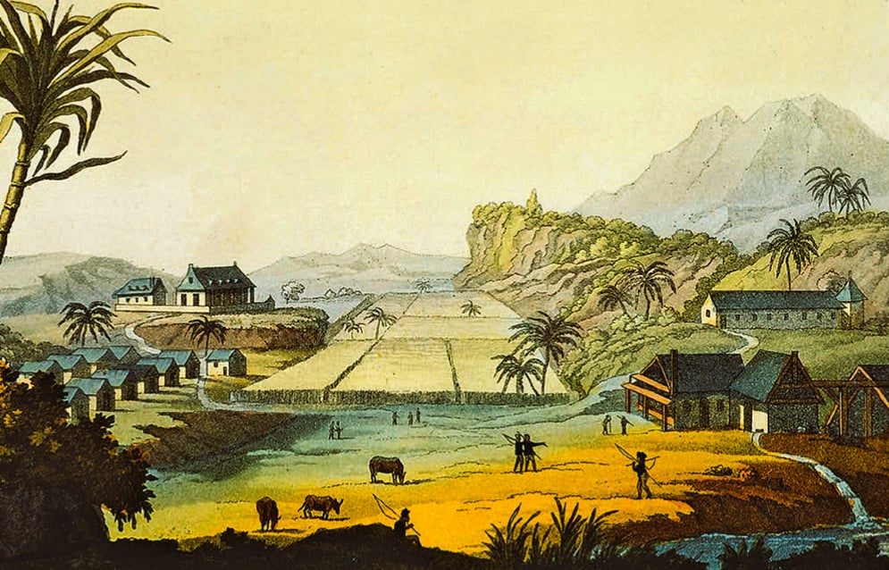 Gravure représentant une plantation sucrière aux Antilles avec des esclaves travaillant dans les champs