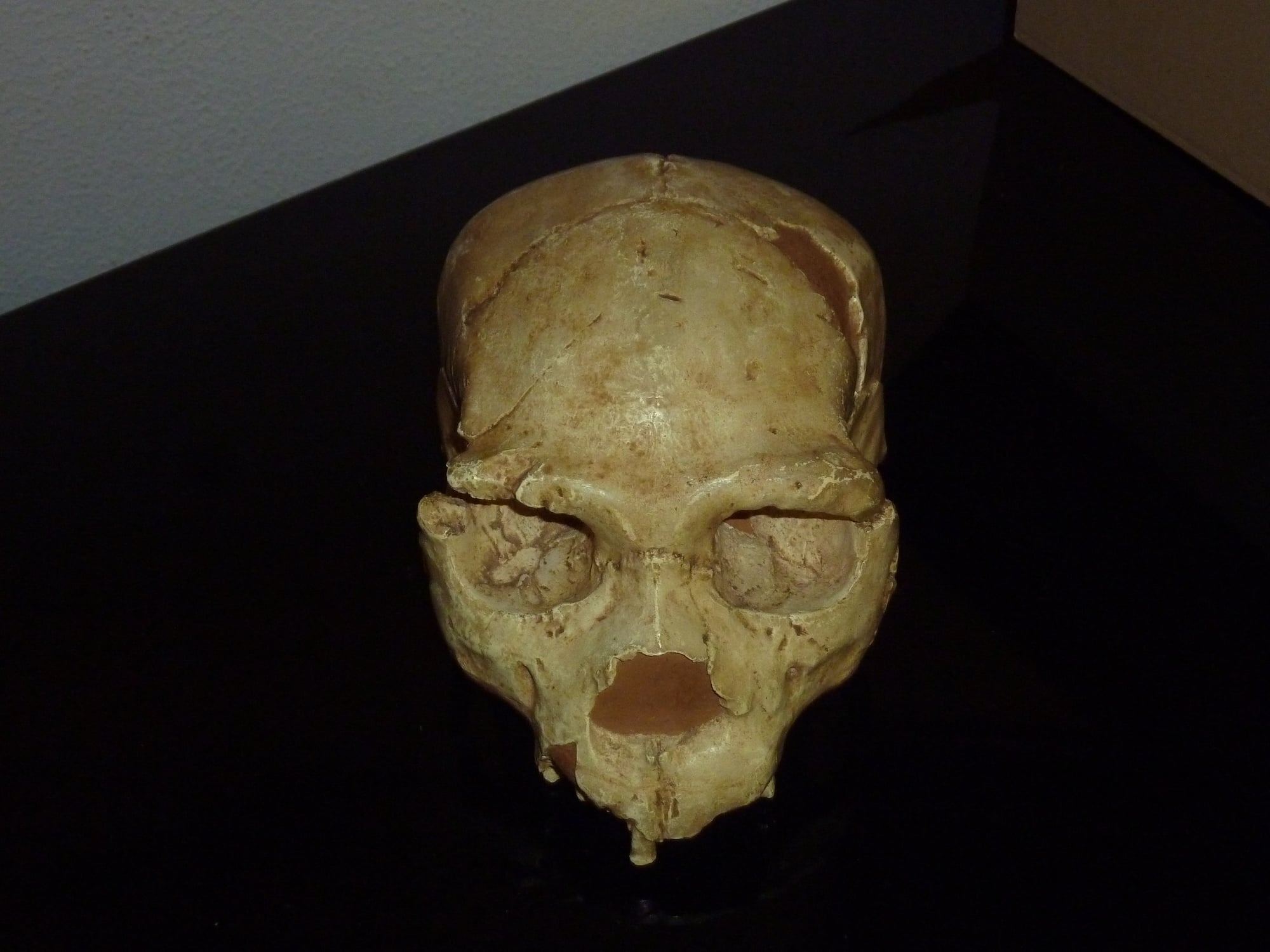 Reconstitution du crâne de l'Homme de Tautavel à partir des fragments Arago 13, Arago 21 et Arago 47