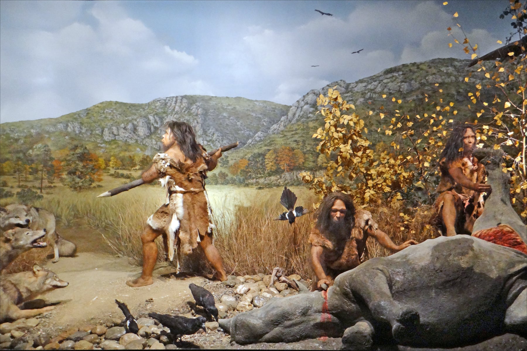 Reconstitution de l'homme de Tautavel dans son environnement, chassant il y a 450 000 ans — diorama du musée de préhistoire de Tautavel